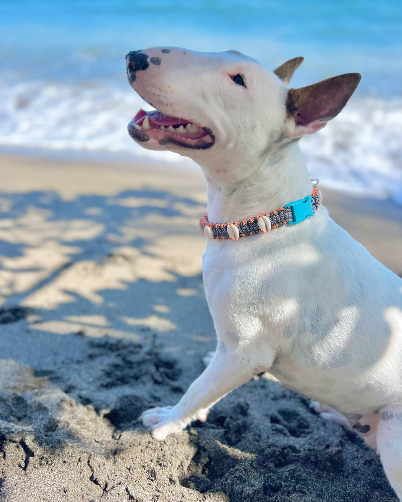 Coastal QT Dog Collar in Opihi – Mochi Nose