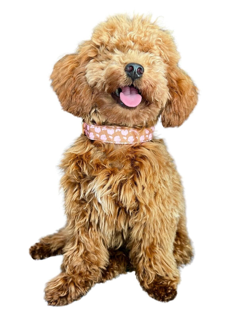 Hilo Anthurium Dog Collar in Boba