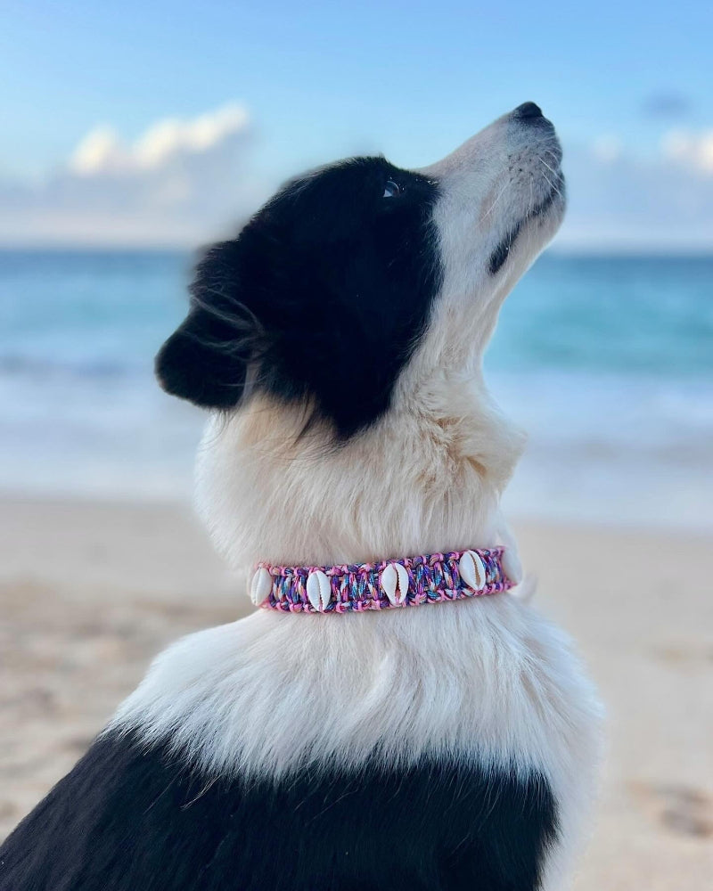 Coastal QT Dog Collar in Orchid