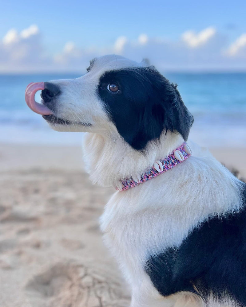 Coastal QT Dog Collar in Orchid