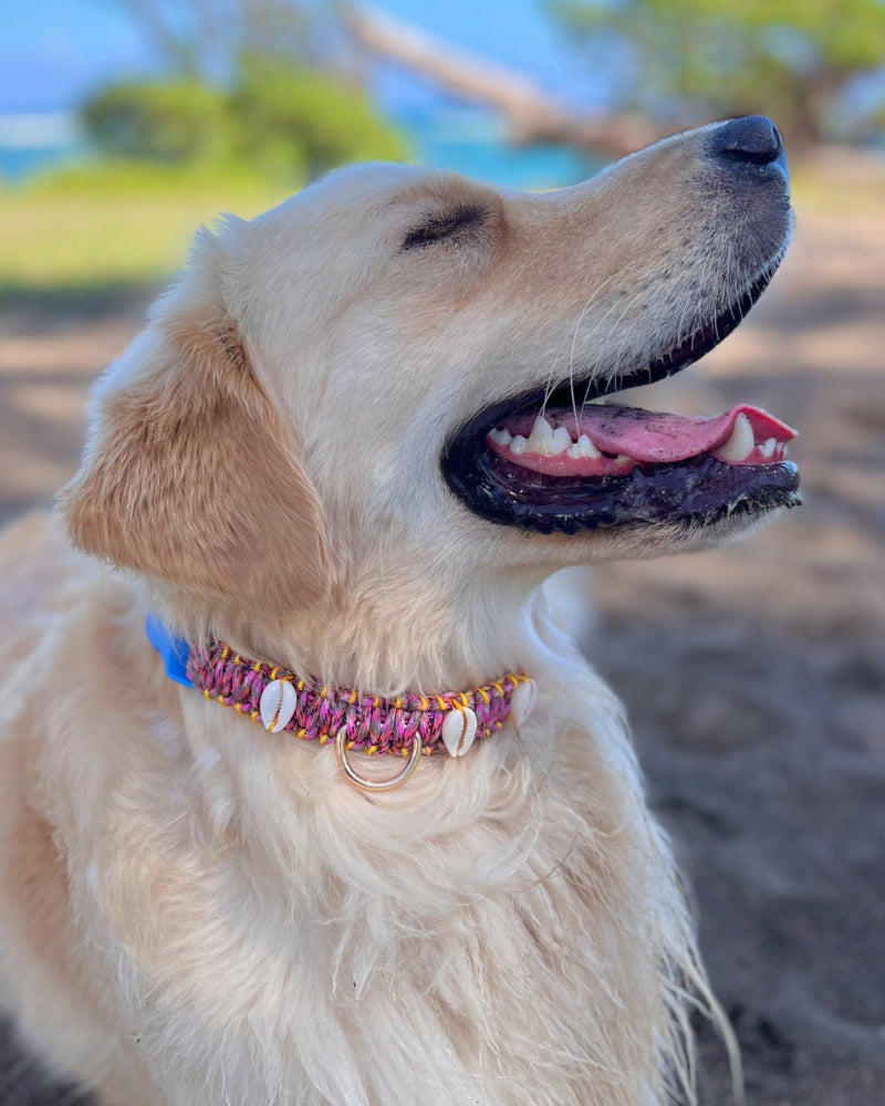 Coastal QT Dog Collar in Shave Ice