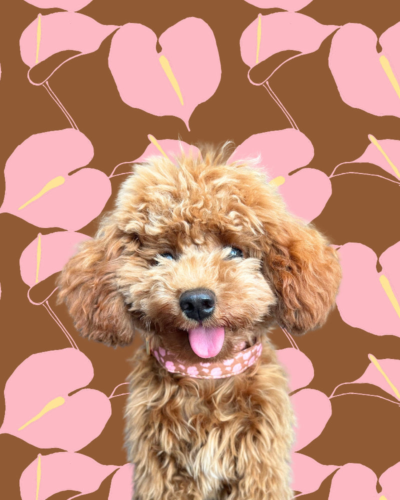 Hilo Anthurium Dog Collar in Boba