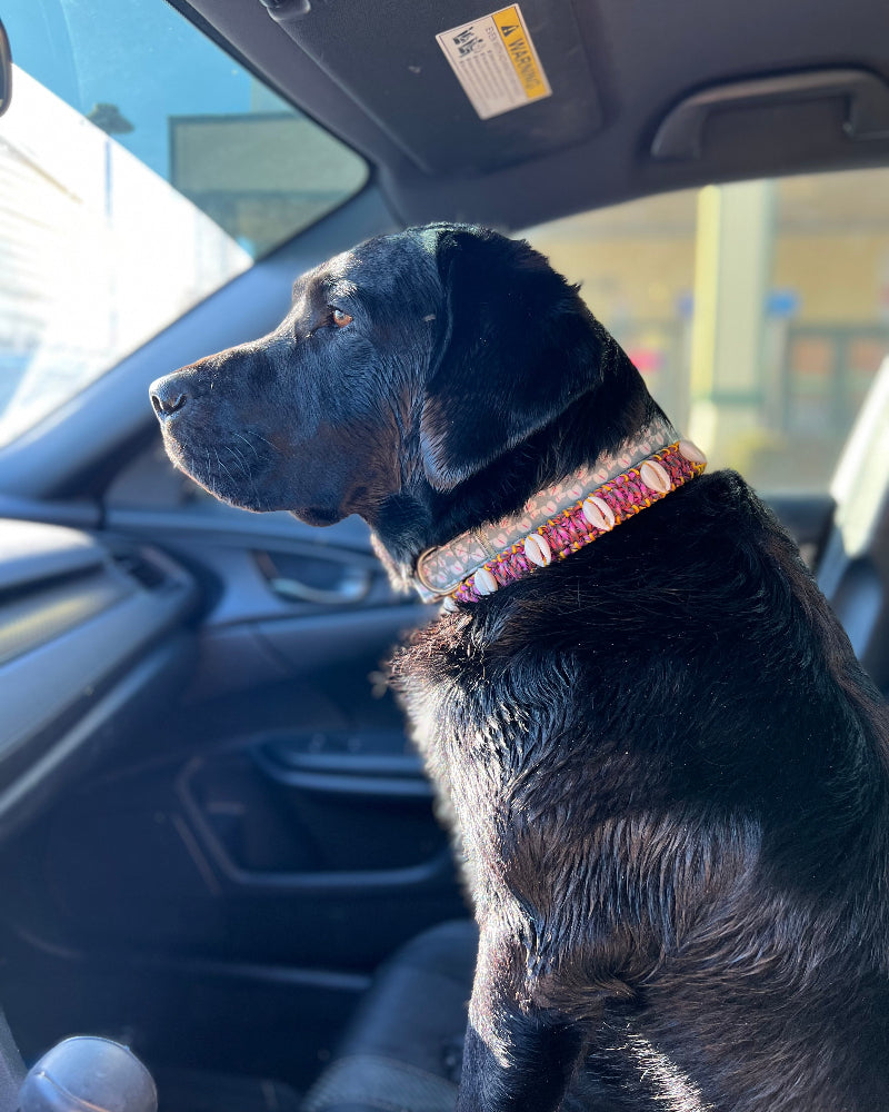 Coastal QT Dog Collar in Shave Ice