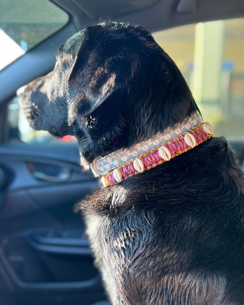Coastal QT Dog Collar in Shave Ice