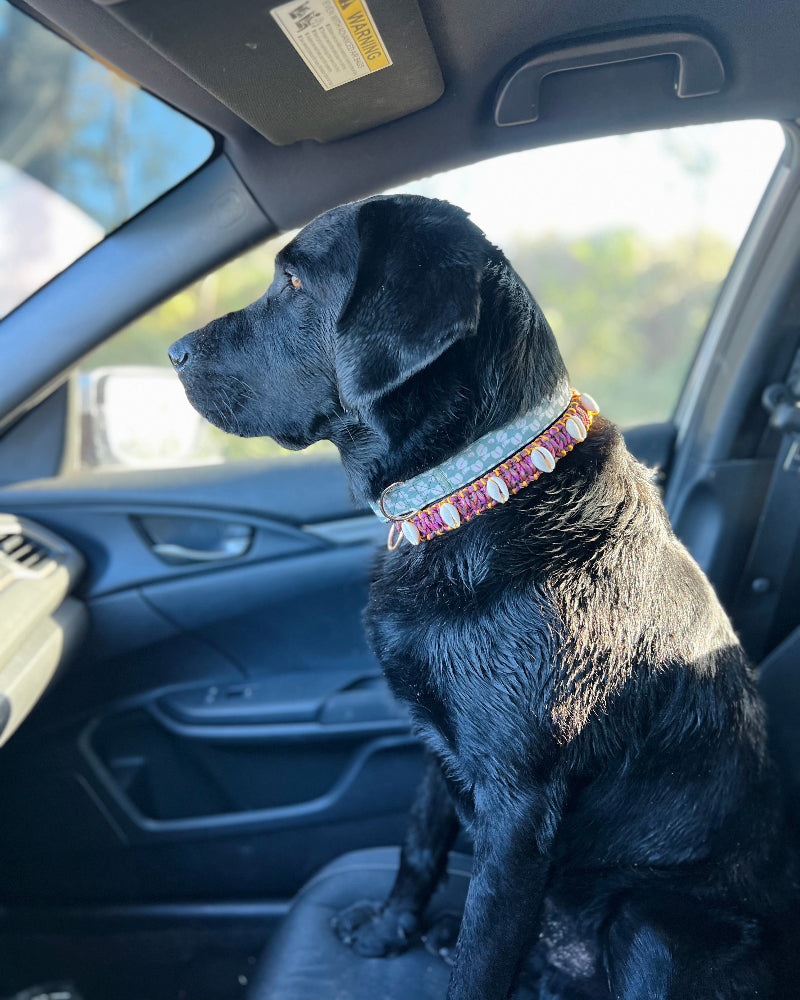 Coastal QT Dog Collar in Shave Ice