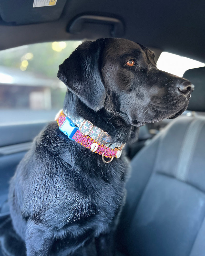 Coastal QT Dog Collar in Shave Ice