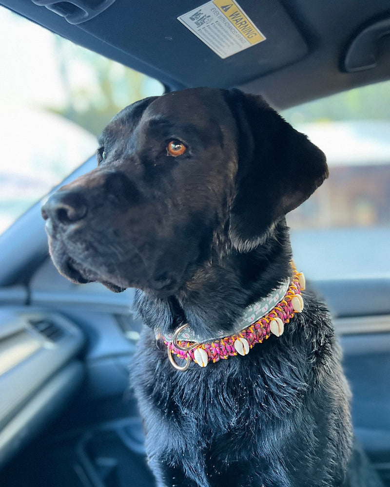 Coastal QT Dog Collar in Shave Ice