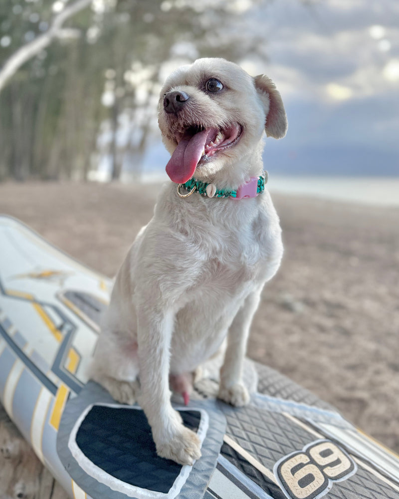 Coastal QT Dog Collar in Lagoon