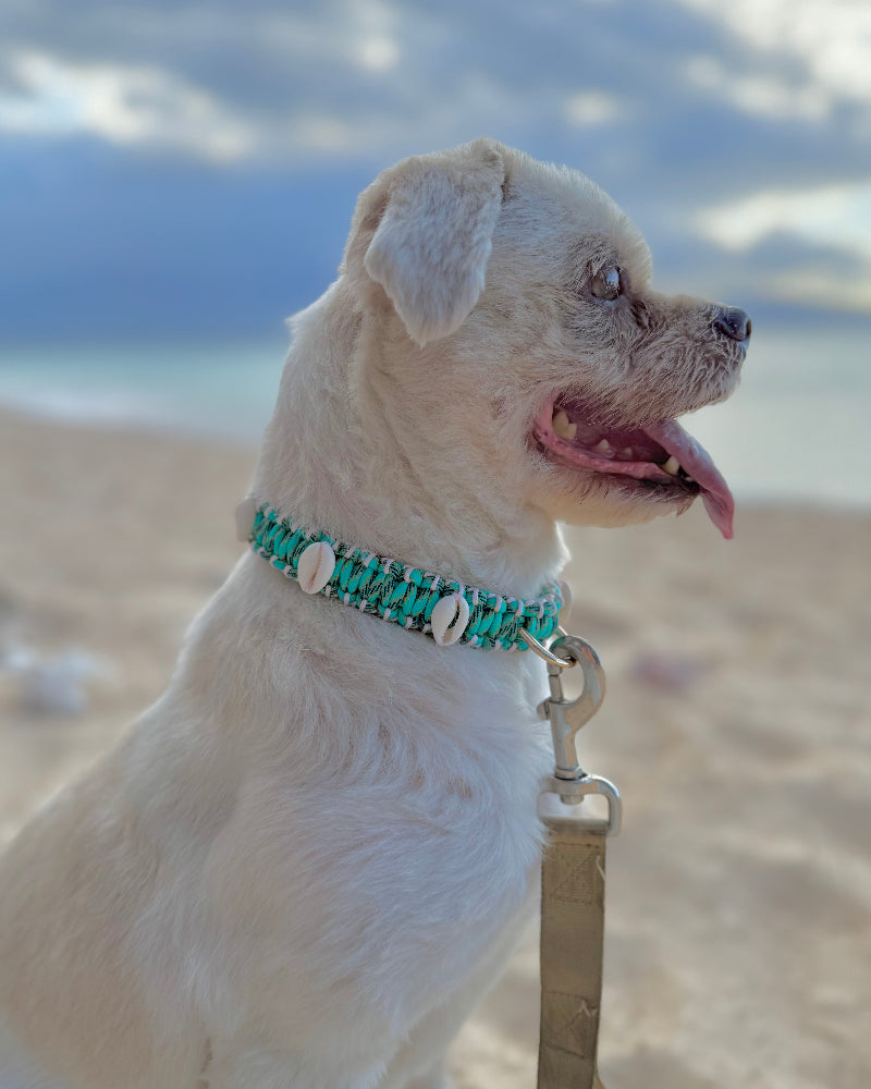 Coastal QT Dog Collar in Lagoon