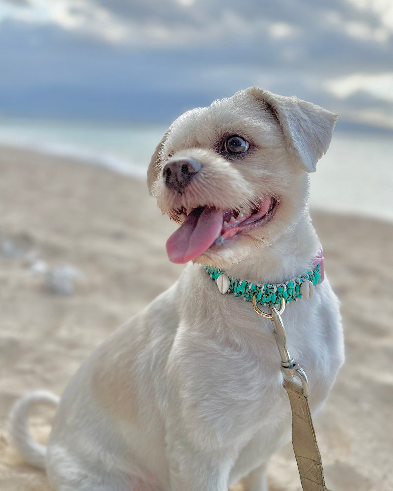 Coastal QT Dog Collar in Lagoon