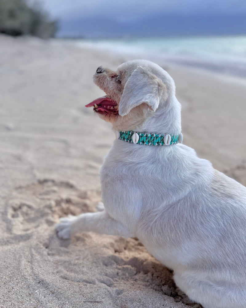 Coastal QT Dog Collar in Lagoon
