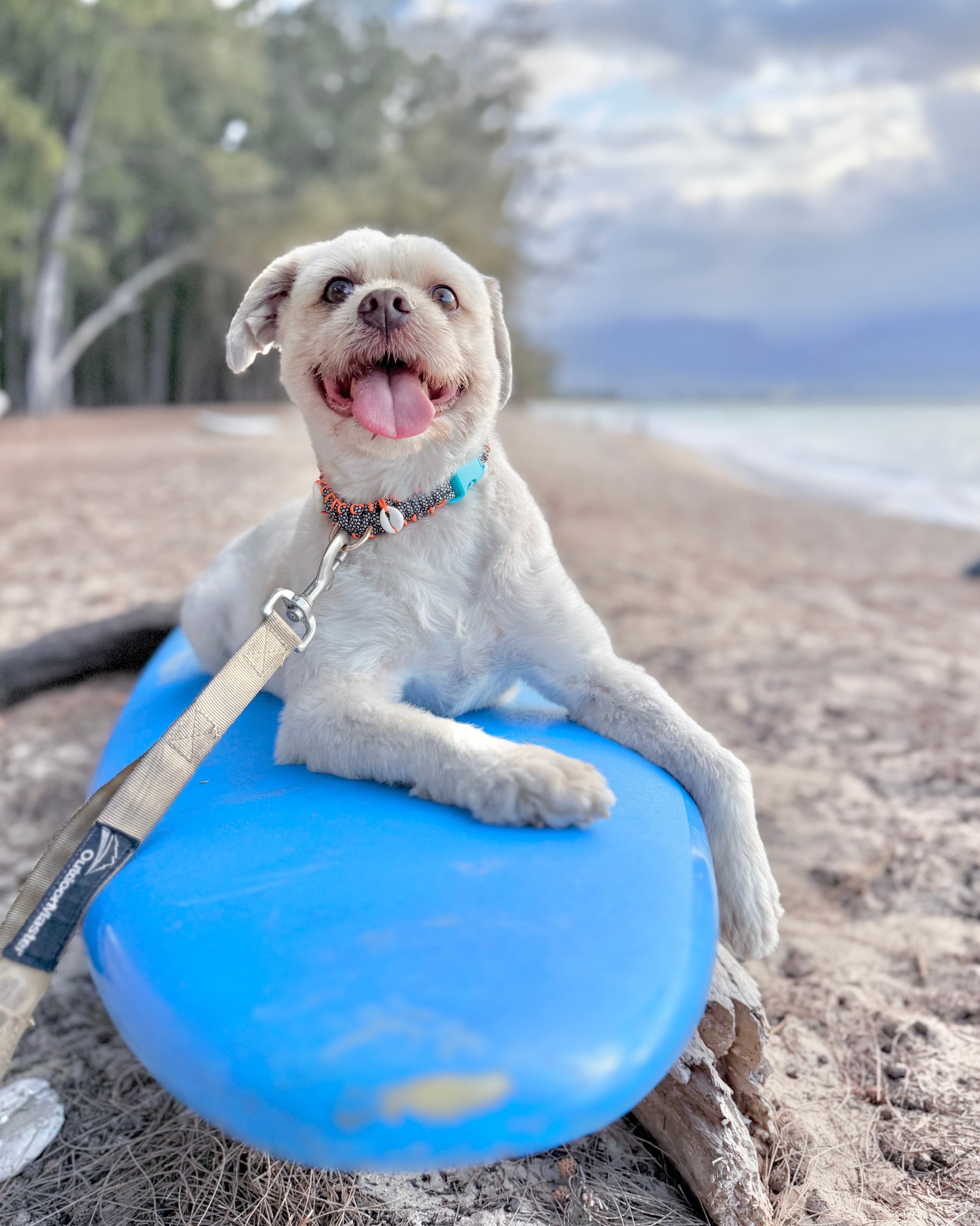 Coastal QT Dog Collar in Opihi – Mochi Nose