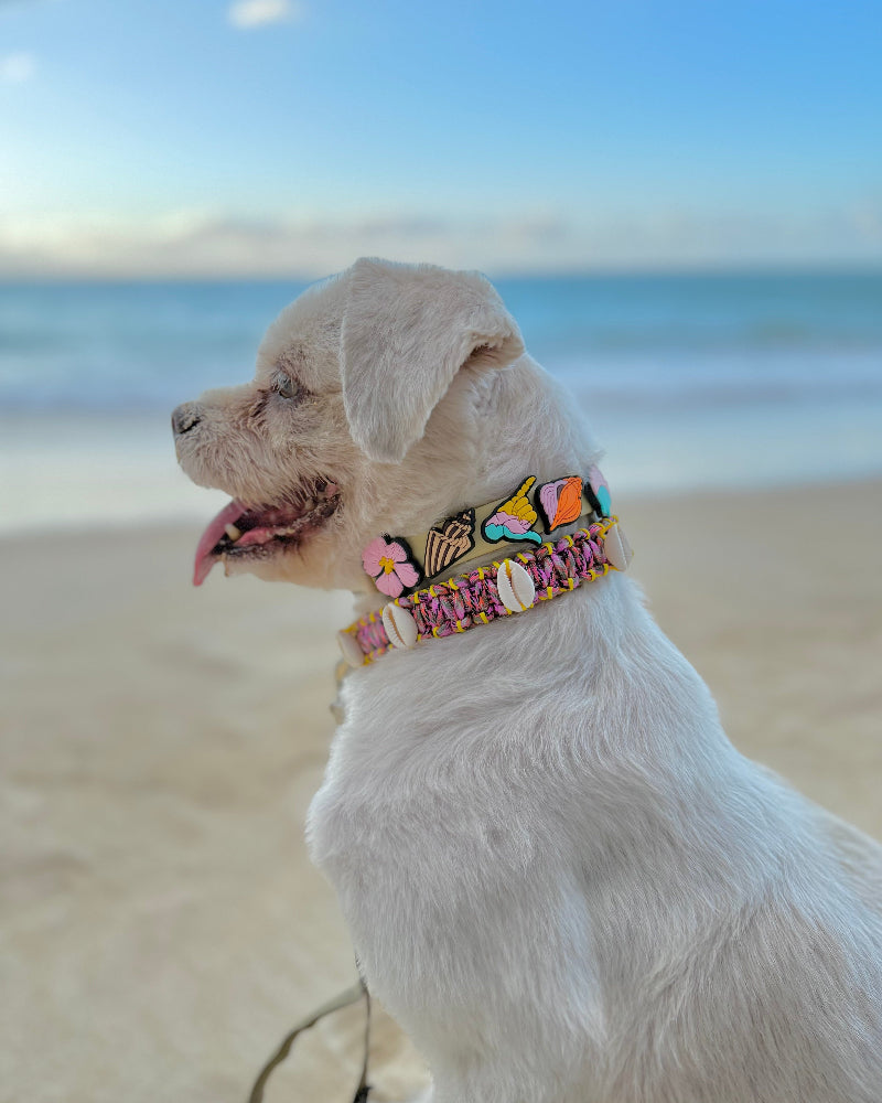 Coastal QT Dog Collar in Shave Ice