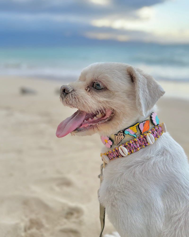 Coastal QT Dog Collar in Shave Ice