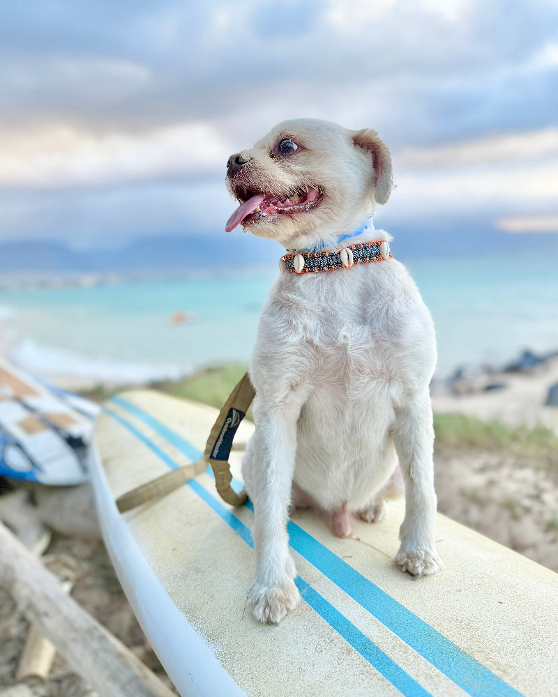 Coastal QT Dog Collar in Opihi – Mochi Nose