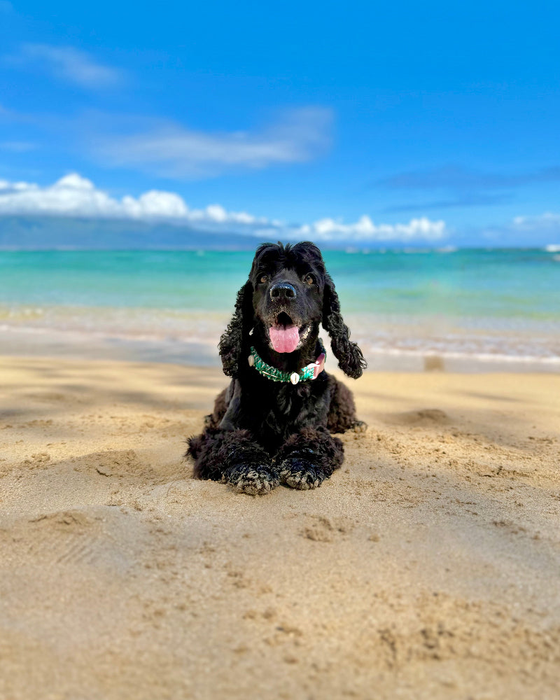 Coastal QT Dog Collar in Lagoon