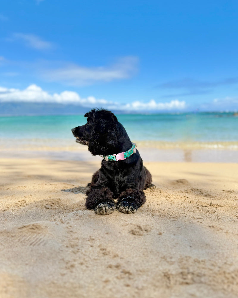 Coastal QT Dog Collar in Lagoon