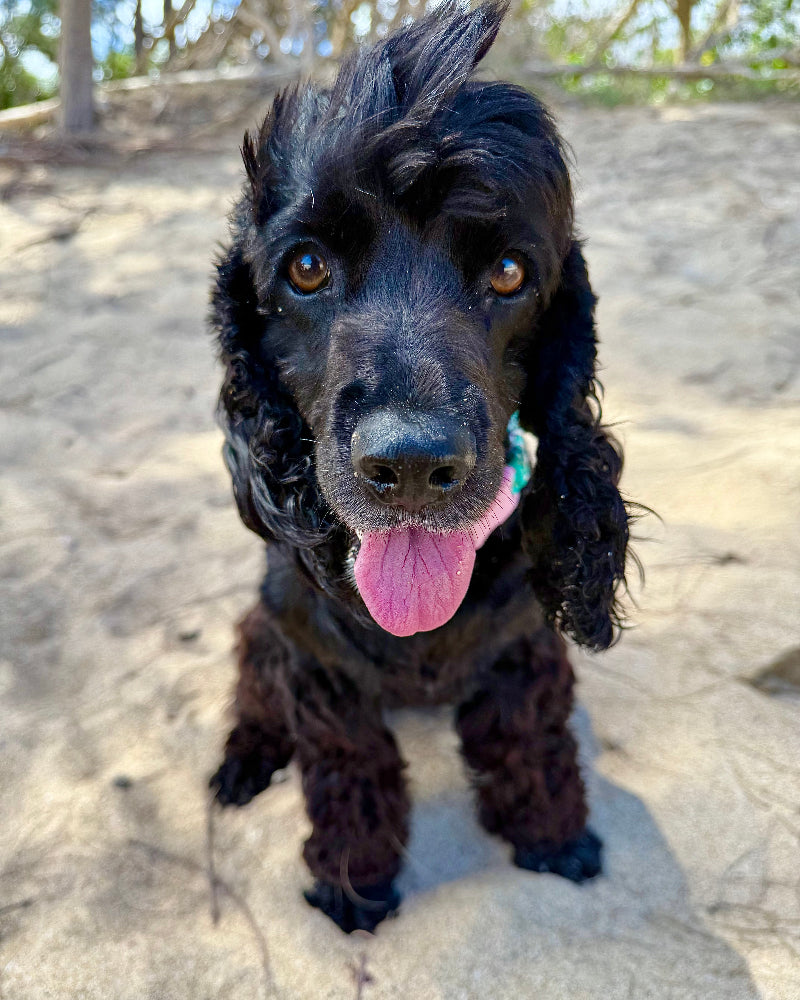 Coastal QT Dog Collar in Lagoon