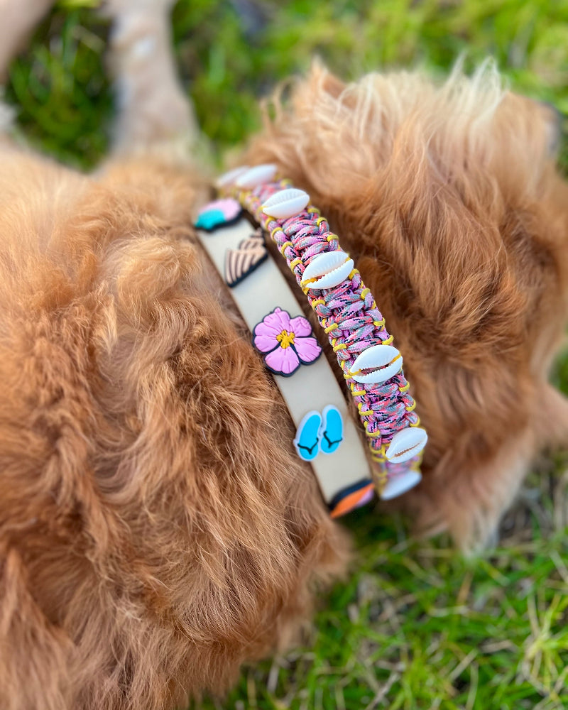 Coastal QT Dog Collar in Shave Ice