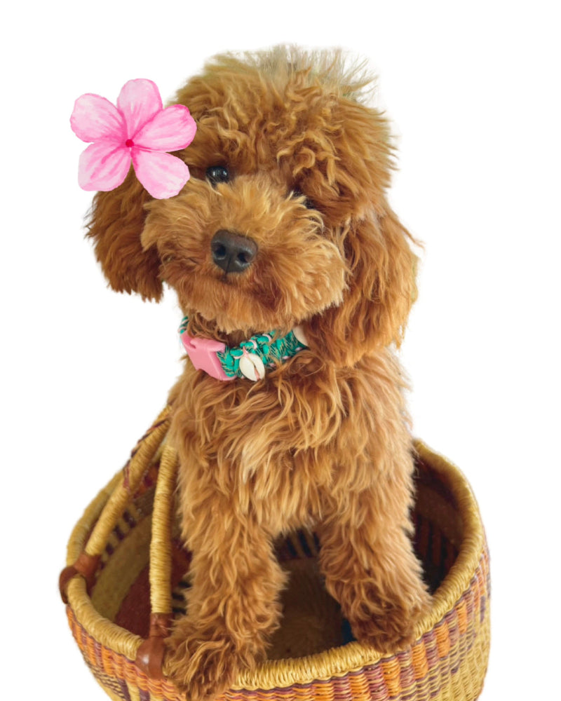 Coastal QT Dog Collar in Lagoon