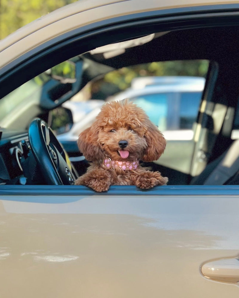 Hilo Anthurium Dog Collar in Boba