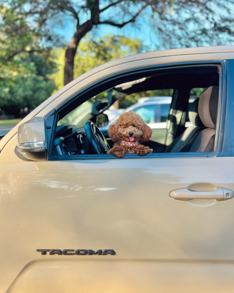 Hilo Anthurium Dog Collar in Boba