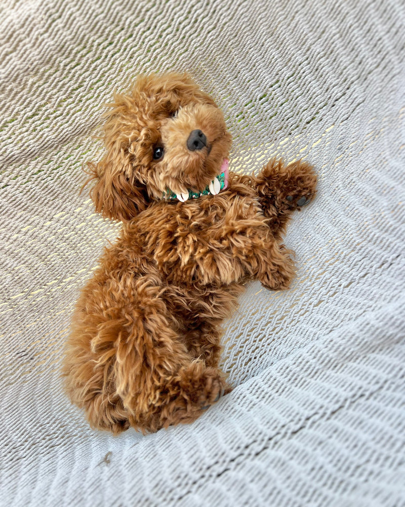 Coastal QT Dog Collar in Lagoon