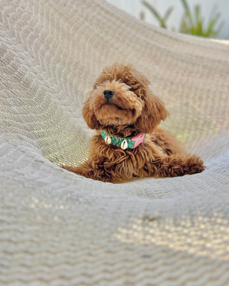 Coastal QT Dog Collar in Lagoon