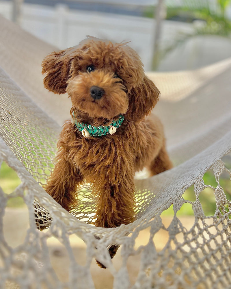 Coastal QT Dog Collar in Lagoon