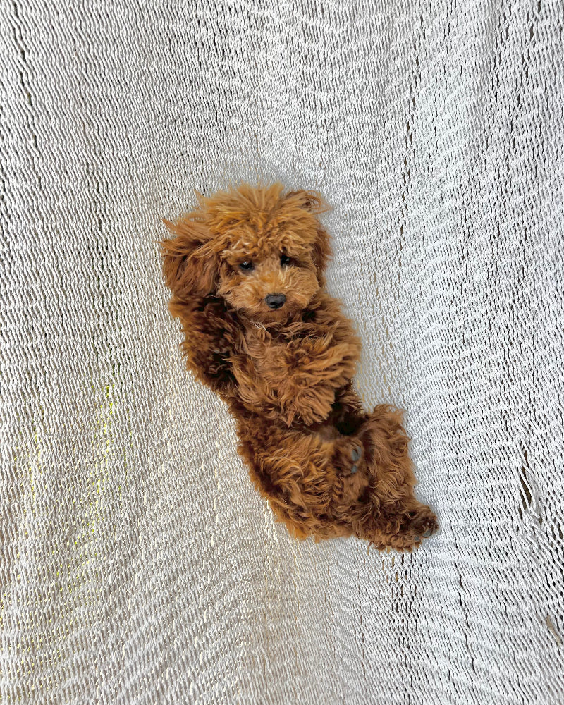 Coastal QT Dog Collar in Lagoon