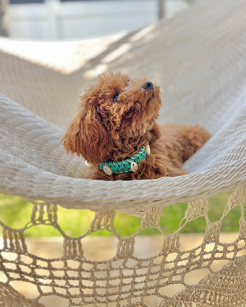 Coastal QT Dog Collar in Lagoon