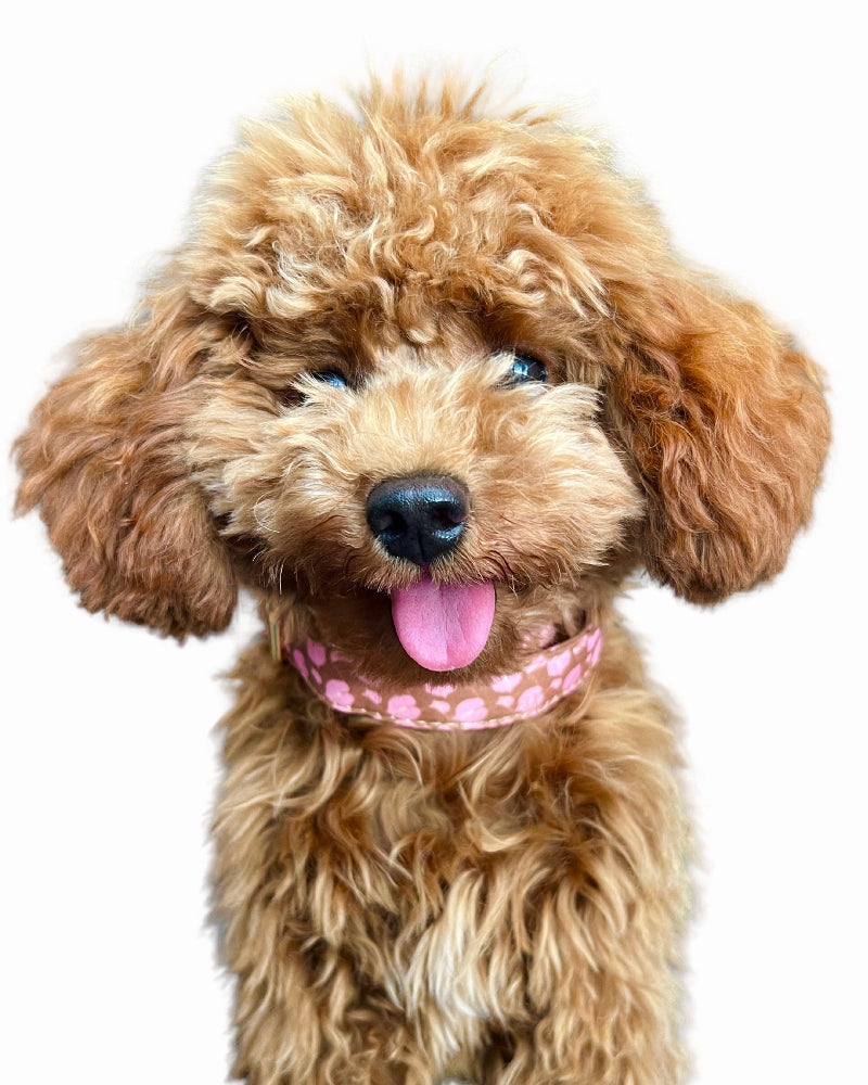 Hilo Anthurium Dog Collar in Boba