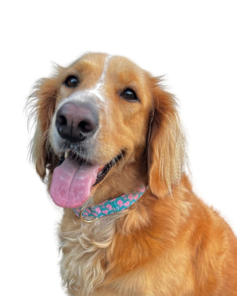 Hilo Anthurium Dog Collar in Otter Pop