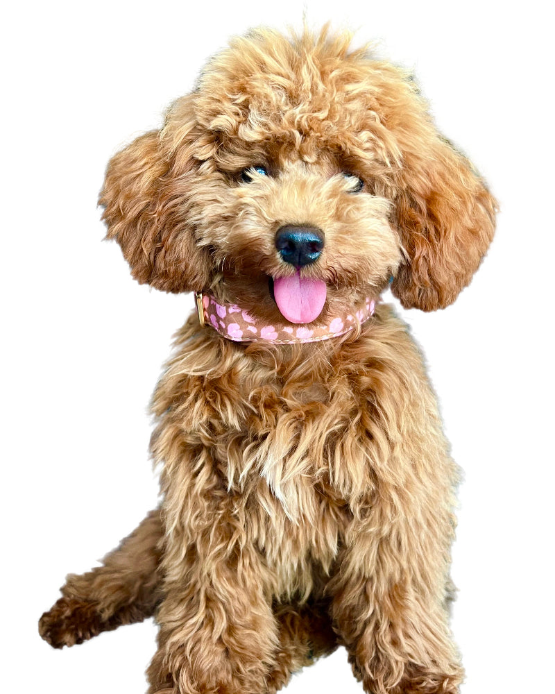 Hilo Anthurium Dog Collar in Boba